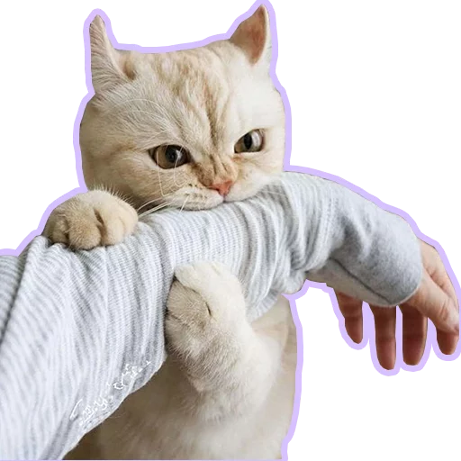 Purr purr sticker 11