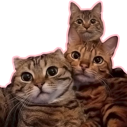 Purr purr sticker 7