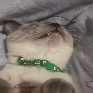My favorite cats sticker 18