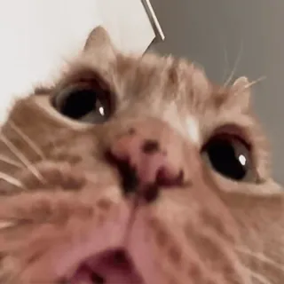 My favorite cats sticker 28