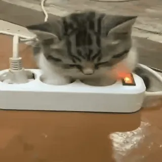 My favorite cats sticker 29