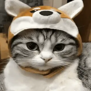 My favorite cats sticker 31