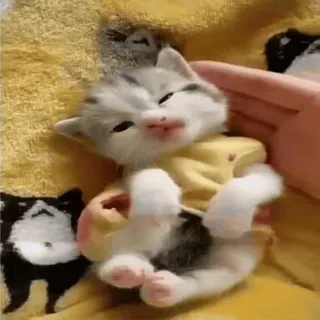 My favorite cats sticker 39