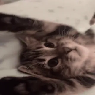 My favorite cats sticker 40