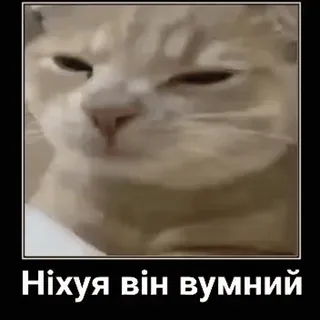 My favorite cats sticker 5