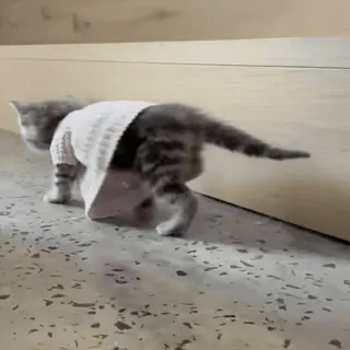 My favorite cats sticker 44
