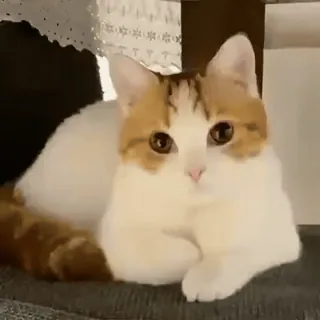 My favorite cats sticker 8