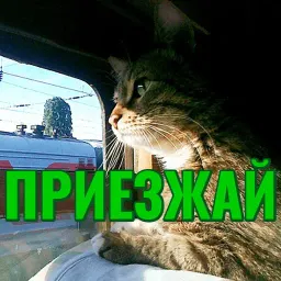 Моя любимая Кошка sticker 11