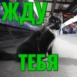 Моя любимая Кошка sticker 12