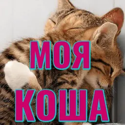 Моя любимая Кошка sticker 3