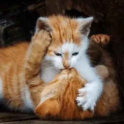 Моя любимая Кошка sticker 4