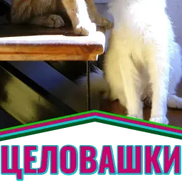 Моя любимая Кошка sticker 7