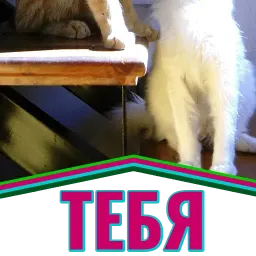 Моя любимая Кошка sticker 8