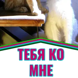 Моя любимая Кошка sticker 10