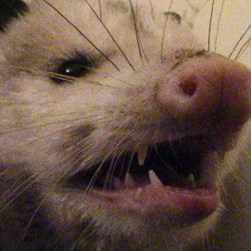 Opossums React sticker 2
