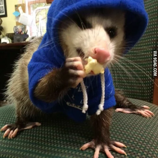 Opossums React sticker 11