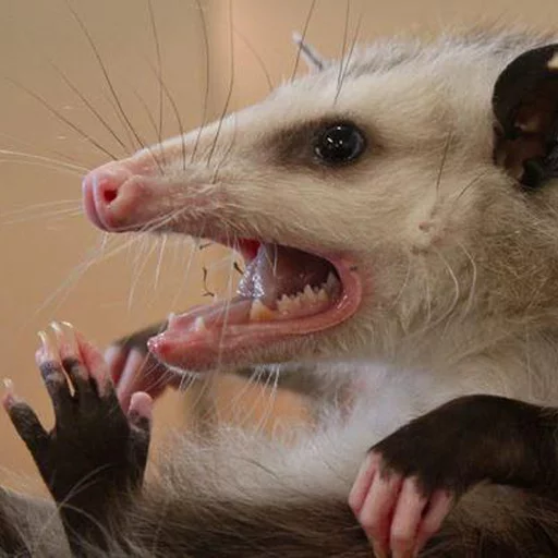 Opossums React sticker 3