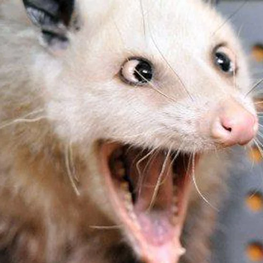 Opossums React sticker 4