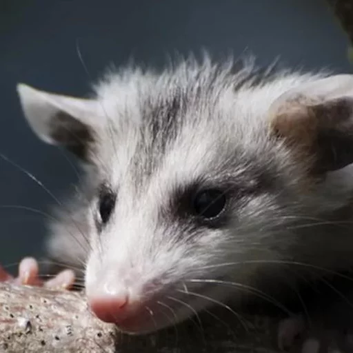 Opossums React sticker 5