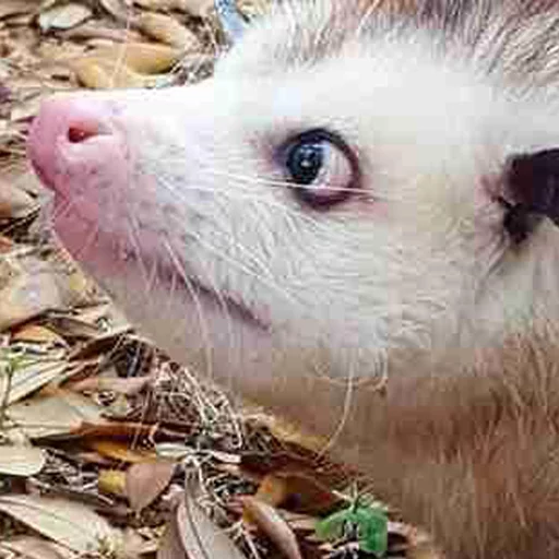 Opossums React sticker 6