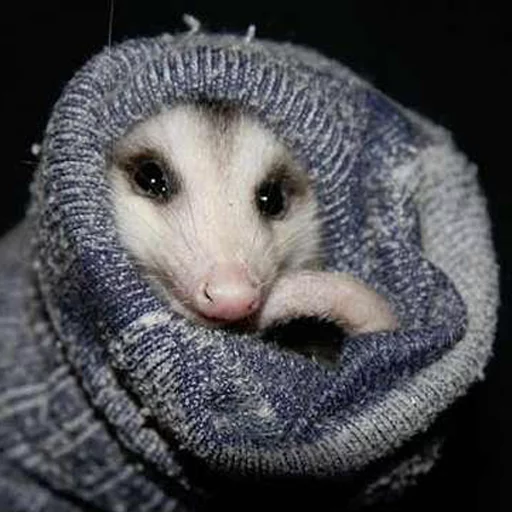 Opossums React sticker 7