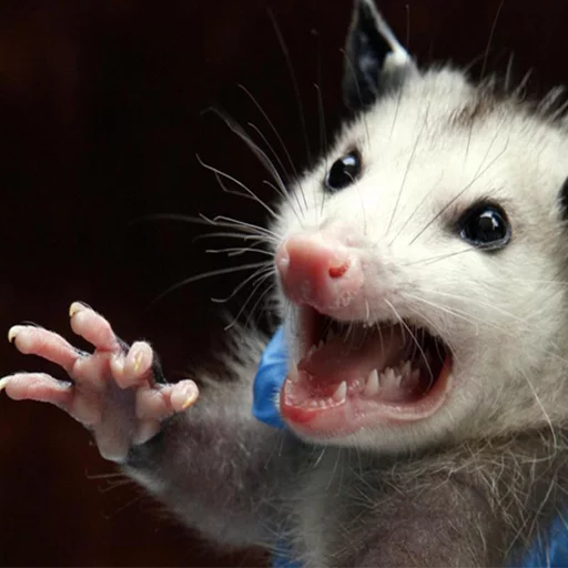Opossums React sticker 8