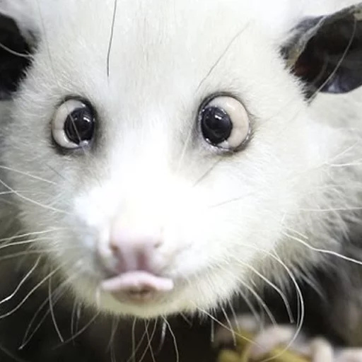 Opossums React sticker 9