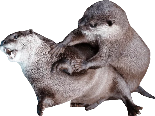 Otters Gotta Ott 2 sticker 2