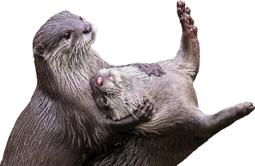 Otters Gotta Ott 2 sticker 11