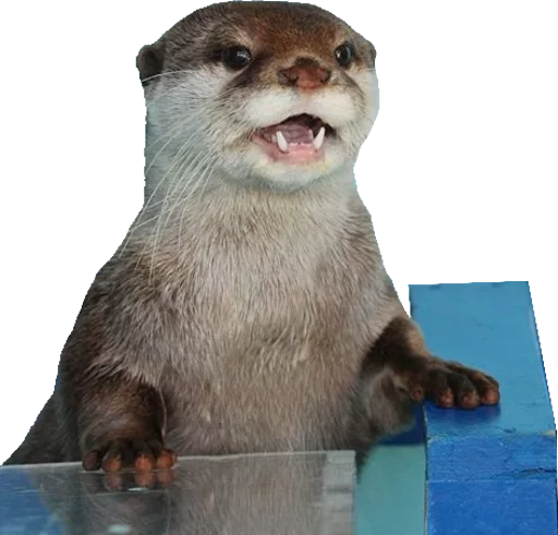 Otters Gotta Ott 2 sticker 12