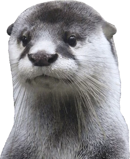 Otters Gotta Ott 2 sticker 3