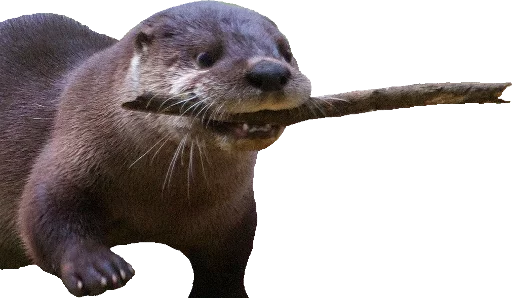 Otters Gotta Ott 2 sticker 4