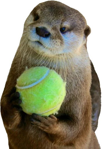 Otters Gotta Ott 2 sticker 5