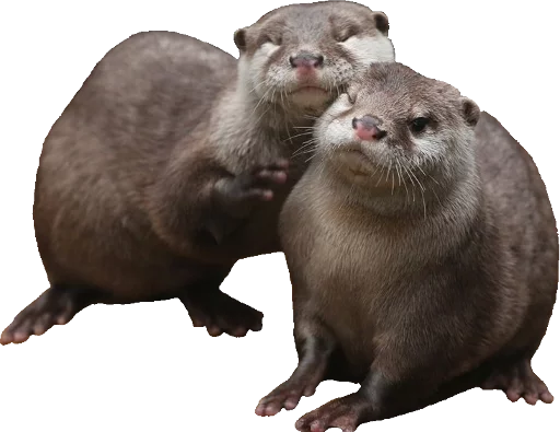 Otters Gotta Ott 2 sticker 6
