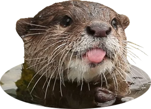 Otters Gotta Ott 2 sticker 7
