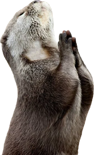 Otters Gotta Ott 2 sticker 8