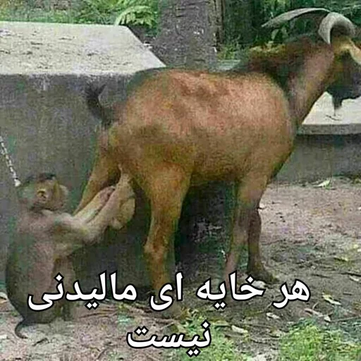 نهار خوری:(@vanguardam) sticker 12