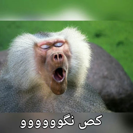 نهار خوری:(@vanguardam) sticker 6
