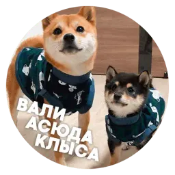 🐶 Пёськи тьмок Telegram sticker pack