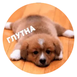 🐶 Пёськи тьмок sticker 5
