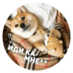 🐶 Пёськи тьмок sticker 6