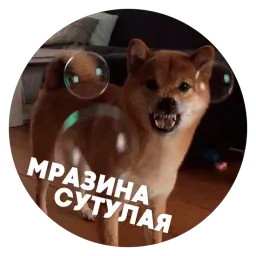 🐶 Пёськи тьмок sticker 7