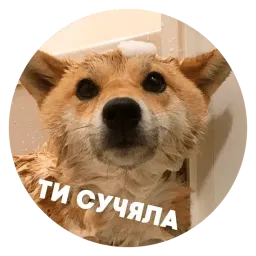 🐶 Пёськи тьмок sticker 9