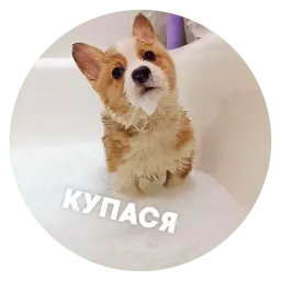 🐶 Пёськи тьмок sticker 10