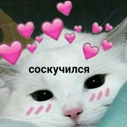 pikchikotikisoniki sticker 13
