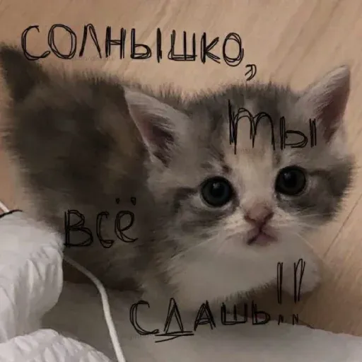 pikchikotikisoniki sticker 20