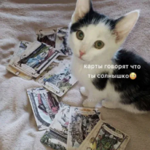 pikchikotikisoniki sticker 23