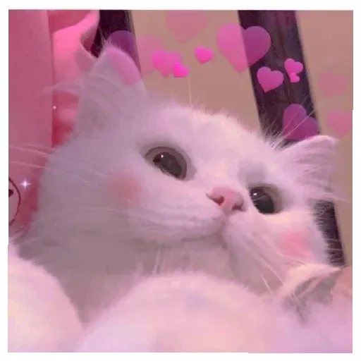 pikchikotikisoniki sticker 40
