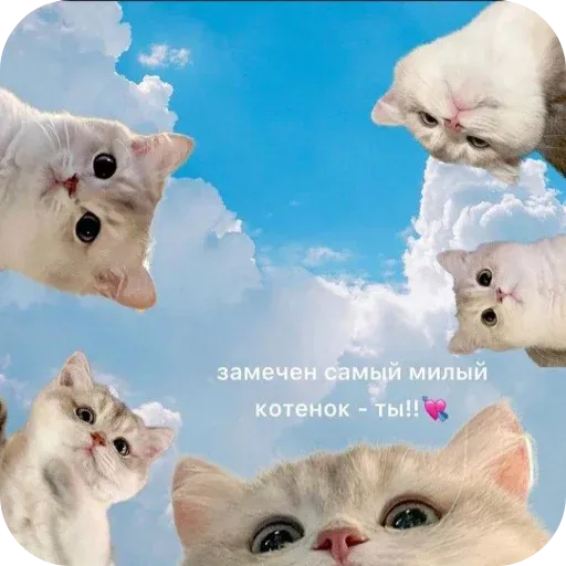 pikchikotikisoniki sticker 51