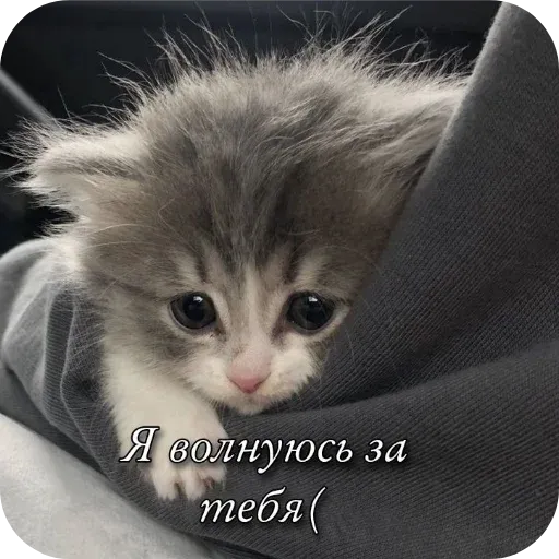 pikchikotikisoniki sticker 61